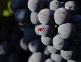 Immagine 3 di BAROLO D.O.C.G. MARCENASCO CANTINA RENATO RATTI