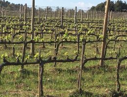 Immagine 2 di BRUNELLO DI MONTALCINO RISERVA D.O.C.G. IL BOSCO DI GRAZIA