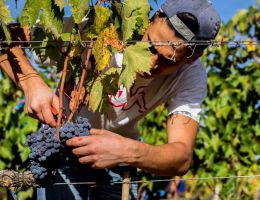 Immagine 4 di BRUNELLO DI MONTALCINO RISERVA D.O.C.G. IL BOSCO DI GRAZIA