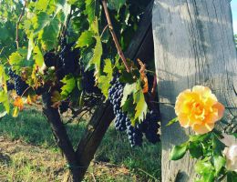 Immagine 2 di BRUNELLO DI MONTALCINO D.O.C.G.