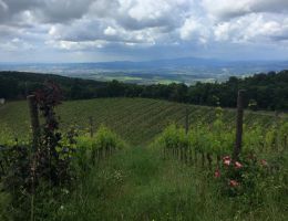 Immagine 3 di BRUNELLO DI MONTALCINO D.O.C.G.