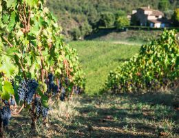 Immagine 2 di CHIANTI CLASSICO D.O.C.G. GRAN SELEZIONE DI MONTEMAGGIO