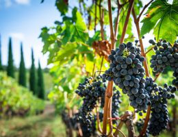 Immagine 3 di CHIANTI CLASSICO D.O.C.G. GRAN SELEZIONE DI MONTEMAGGIO