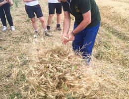 Immagine 3 di Taganrò ® SEMOLA INTEGRALE DI GRANI ANTICHI