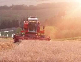 Immagine 4 di Taganrò ® SEMOLA INTEGRALE DI GRANI ANTICHI