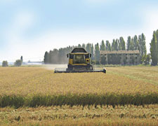 Immagine 1 di Riso  Vialone Nano Veronese I.G.P.