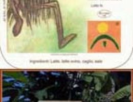 Immagine 3 di MASCON LATTE CRUDO OVINO CASEIFICIO CASA FRESCU