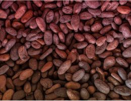 Immagine 3 di CACAO CRIOLLO 70% PORCELANA DOMORI CIOCCOLATO