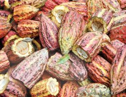 Immagine 4 di CACAO CRIOLLO 70% PORCELANA DOMORI CIOCCOLATO