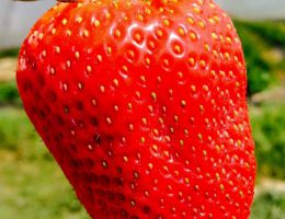 Immagine 2 di CONFETTURA DI FRAGOLE