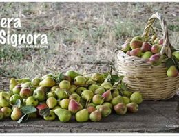 Immagine 1 di LA PERA SIGNORA DELLA VALLE DEL SINNI