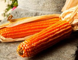 Immagine 1 di MAIS SPINATO DI GANDINO