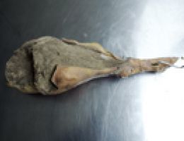 Immagine 2 di PROSCIUTTO CRUDO DI CINTO TOSCANO D.O.P