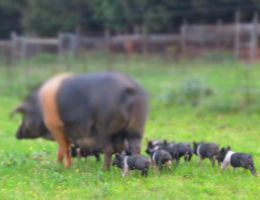 Immagine 3 di PROSCIUTTO CRUDO DI CINTO TOSANO D.O.P. 36 MESI TENUTA DI SPANNOCCHIA