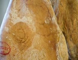 Immagine 5 di PROSCIUTTO CRUDO DI CINTO TOSANO D.O.P. 36 MESI TENUTA DI SPANNOCCHIA