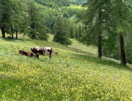 Immagine 5 di FONTINA D.O.P. FROMAGERIE HAUT VAL D'AYAS