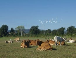 Immagine 3 di PARMIGIANO REGGIANO D.O.P.