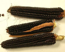 Immagine 1 di FARINA DI MAIS NERO SPINOSO DI ESINE DELLA VALLE CAMONICA MOLINO TOGNALI