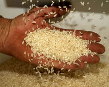 Immagine 1 di RISO CARNAROLI DELLA LOMELLINA AGRI RISERIA OCA&RISO