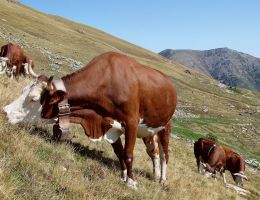 Immagine 3 di MACCAGNO RISERVA CASEIFICIO ROSSO