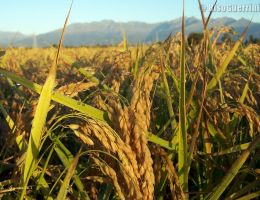 Immagine 2 di D.O.P. RISO DI BARAGGIA BIELLESE E VERCELLESE GUERINI RISO