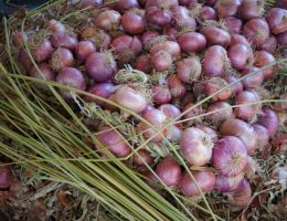 Immagine 2 di Cipolla di Alife & Fagiolo Cera di Alife