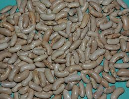 Immagine 3 di Cipolla di Alife & Fagiolo Cera di Alife