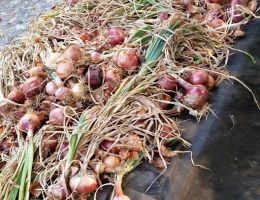 Immagine 4 di Cipolla di Alife & Fagiolo Cera di Alife