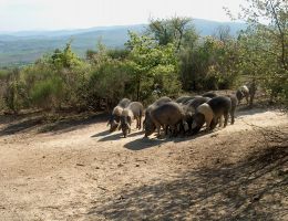 Immagine 2 di PROSCIUTTO CRUDO DI CINTA SENESE D.O.P.