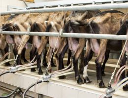 Immagine 3 di STRAVECCHIO DI CAPRA CA'MORONE