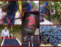 Immagine 3 di BURSÔN RAVENNA ROSSO I.G.T.