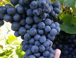 Immagine 4 di BURSÔN RAVENNA ROSSO I.G.T.