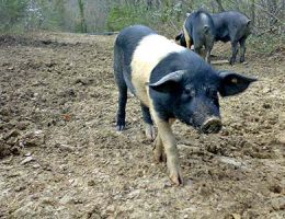 Immagine 1 di VARIETA' DI SALUMI DI CINTA SENESE D.O.P.