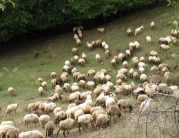 Immagine 3 di SCHIACCIATA AQUILANA