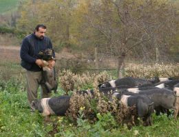 Immagine 2 di Varieta di Salumi Cinto Toscano D.O.P.