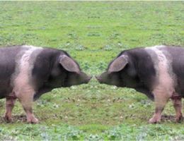 Immagine 3 di Varieta di Salumi Cinto Toscano D.O.P.