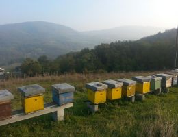 Immagine 2 di Miele di Acacia