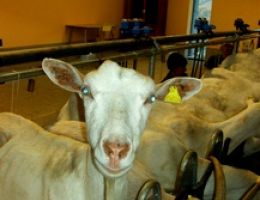 Immagine 2 di PECORINO DELLA VAL RIGLIO