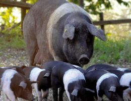 Immagine 2 di PROSCIUTTO CRUDO DI CINTA SENESE  D.O.P.