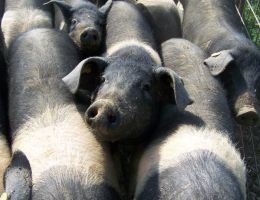 Immagine 1 di VARIETA' SALUMI DI CINTO TOSCANO D.O.P.