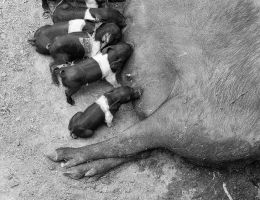 Immagine 2 di MORTADELLA CI CINTA SENESE D.O.P. LABORATORIO RURALE DI CINTA SENESE