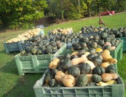 Immagine 3 di Frutta&Verdura Bio