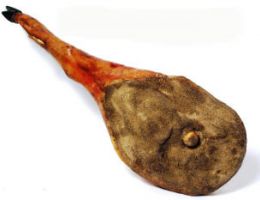 Immagine 3 di PROSCIUTTO CRUDO DI CINTO TOSCANO D.O.P.