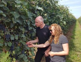 Immagine 3 di BURSÔN  I.G.T. RAVENNA UVA LONGANESI ETICHETTA BLU