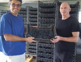 Immagine 4 di BURSÔN  I.G.T. RAVENNA UVA LONGANESI ETICHETTA BLU