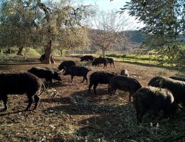 Immagine 3 di CULATELLO DA SUINO NERO LUCANO SALUMIFICO PEZZO LA CORTE