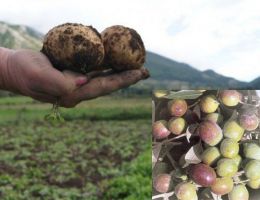 Immagine 1 di PATATA DI LETINO