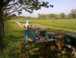 Immagine 4 di MIELE DI QUALITA' SUPERIORE