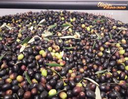 Immagine 3 di OLIO EXTRAVERGINE DI OLIVA BIO BLEND DI QUALITA' SUPERIORE LA DRUPA