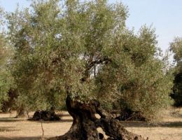 Immagine 2 di OLIO EXTRAVERGINE DI OLIVA BLEND DI CATEGORIA SUPERIORE